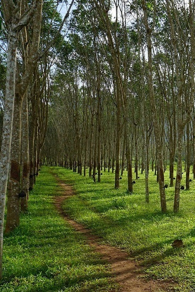 rubber wood trees